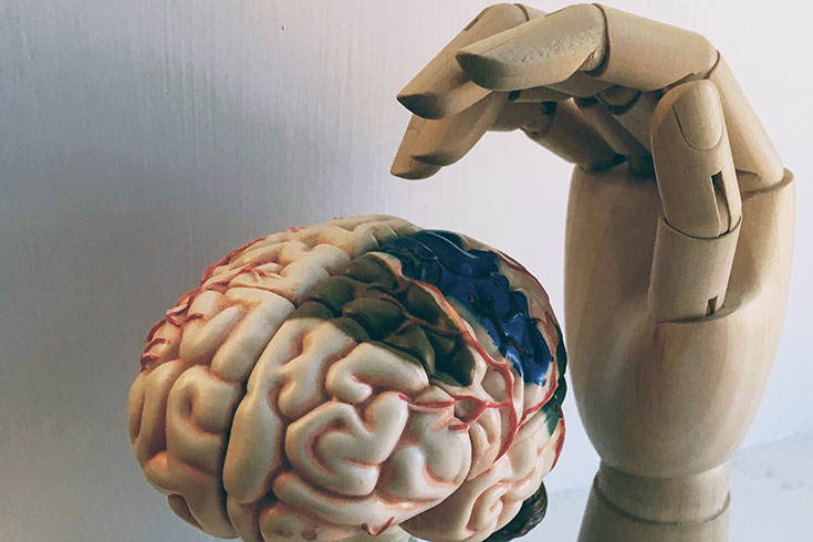 En modell av en hjärna och en modell av en hand.