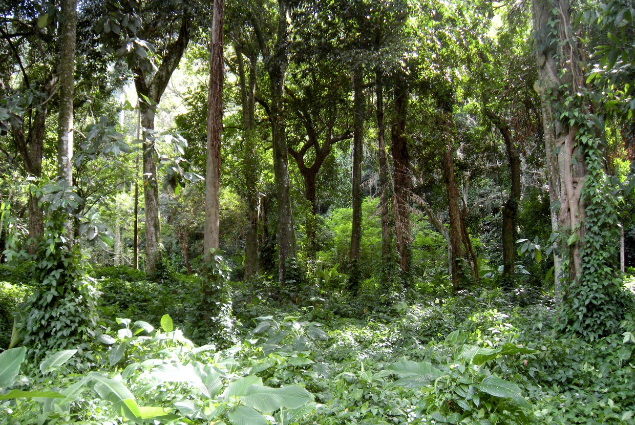 Ett foto av en skog. 