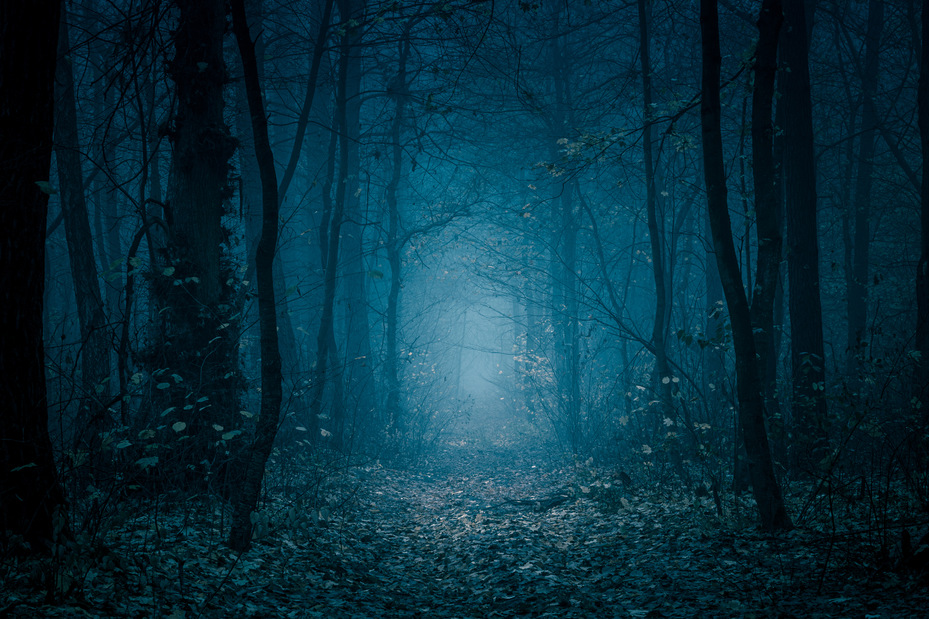 Höstig skog med mystisk känsla i blå toner.
